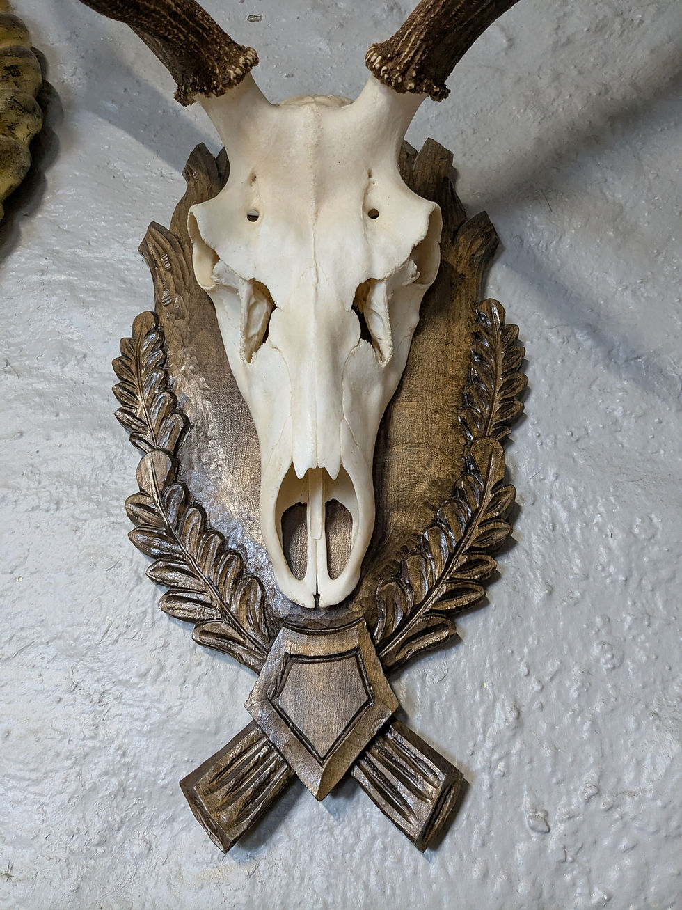 Thumbnail: Red deer antlers 