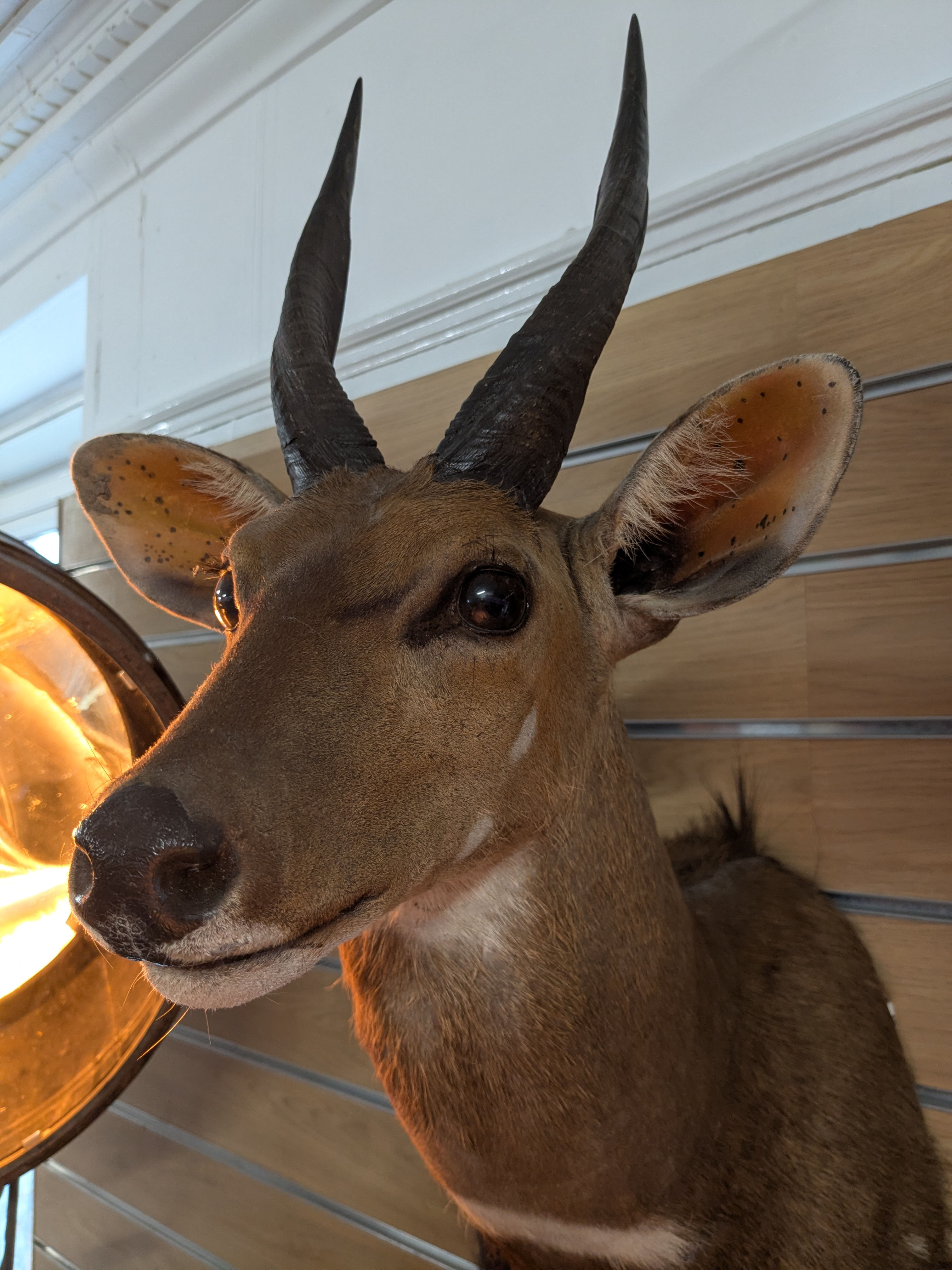 Bush Buck