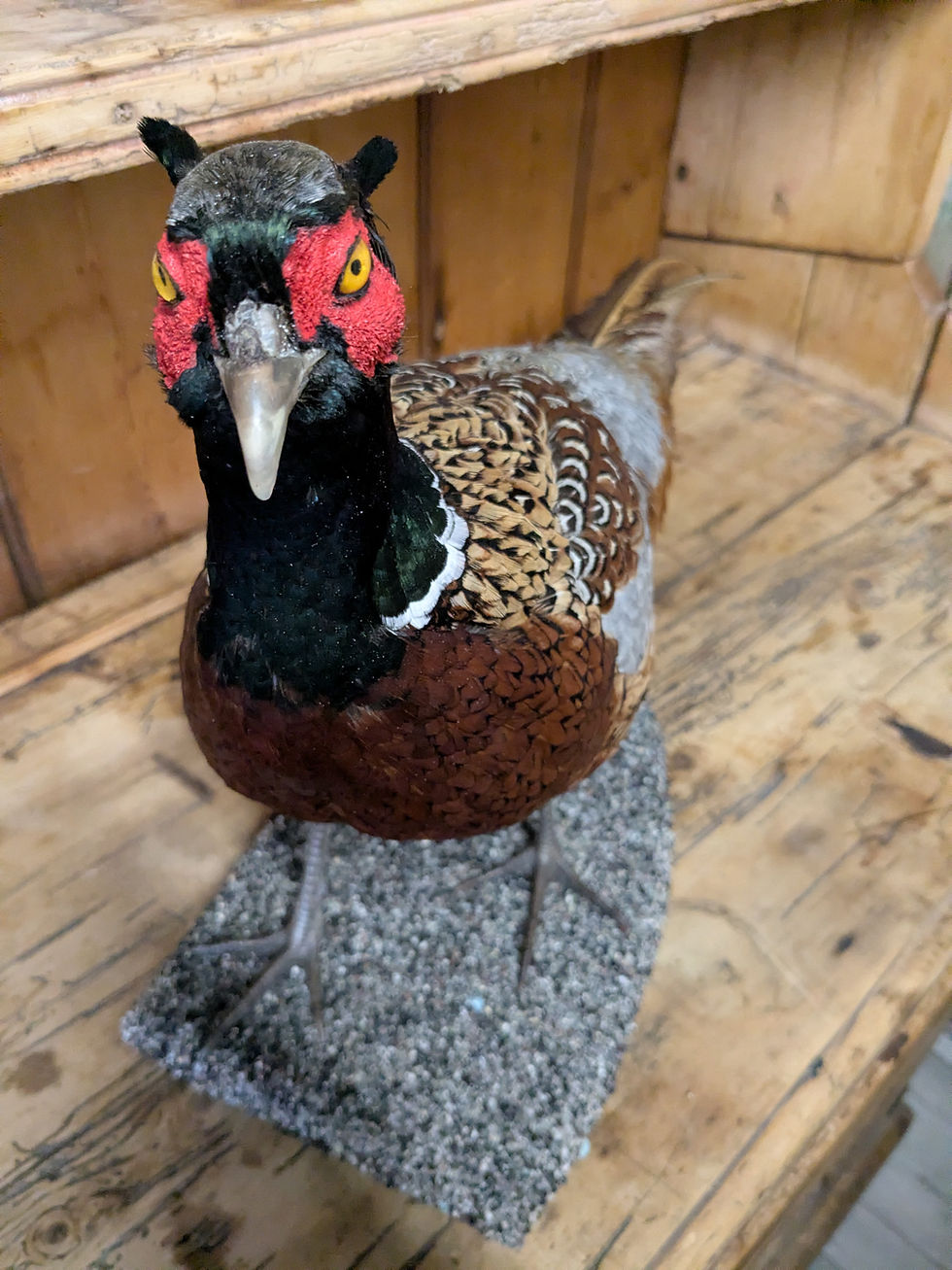 Thumbnail: Taxidermy Pheasant 