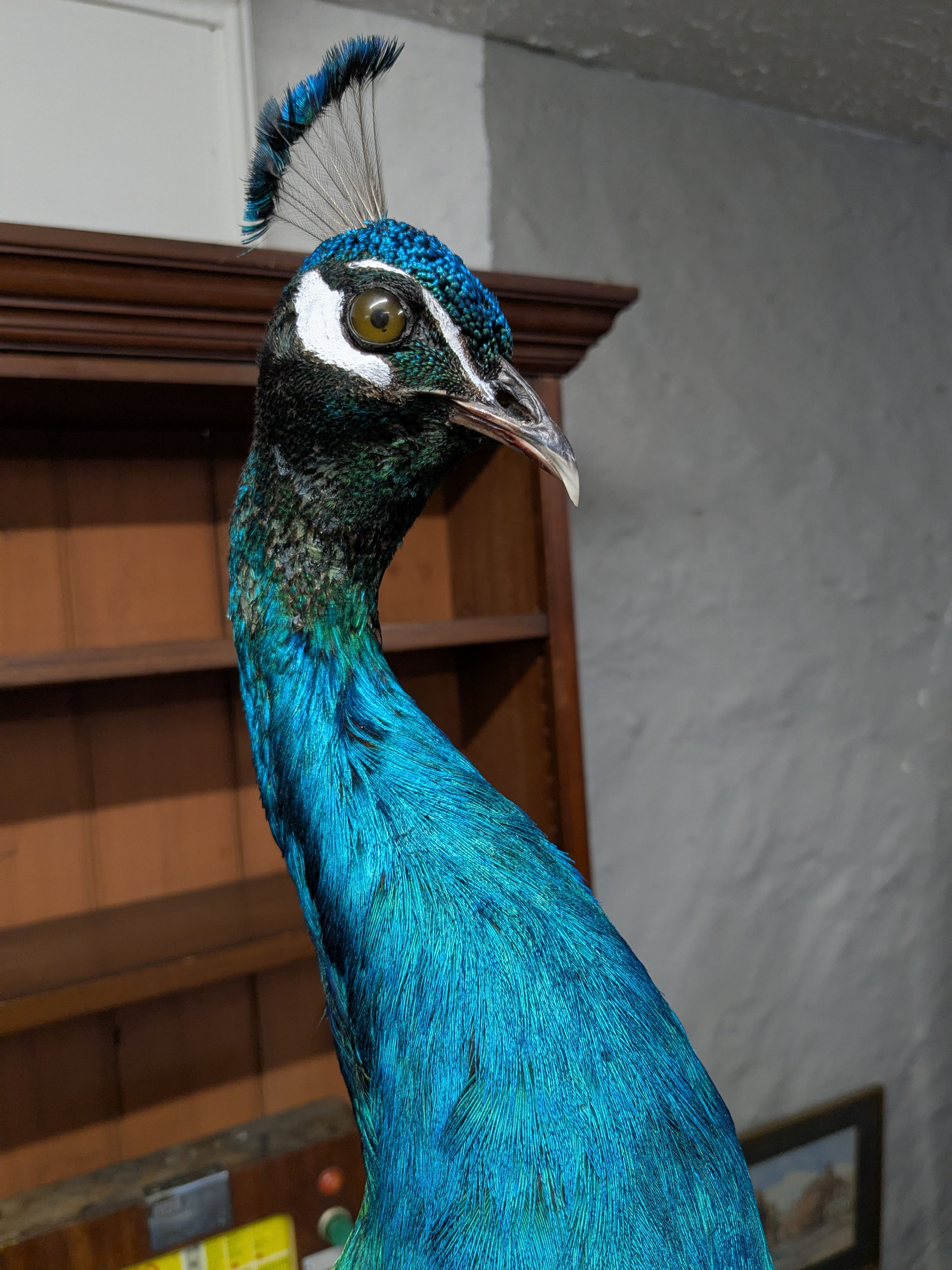 Taxidermy Peacock 