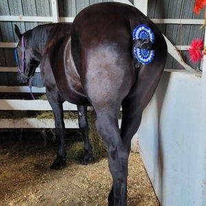 Percheron Horses at KR Farms in Temiskaming Shores