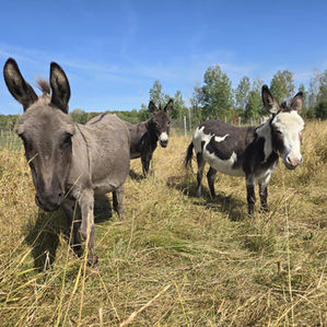 Mini Donkeys at KR farms in Temiskaming Shores