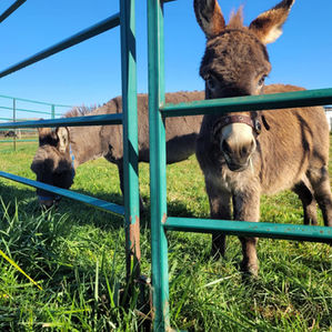 Mini Donkeys at KR Farms in Temiskaming Shores