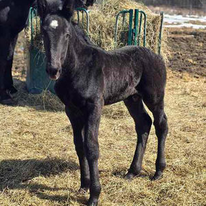 Percheron Horses at KR Farms in Temiskaming Shores