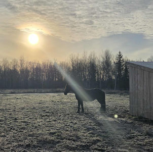 Around the Farm at KR Farms in New Liskeard - horse in the sunset