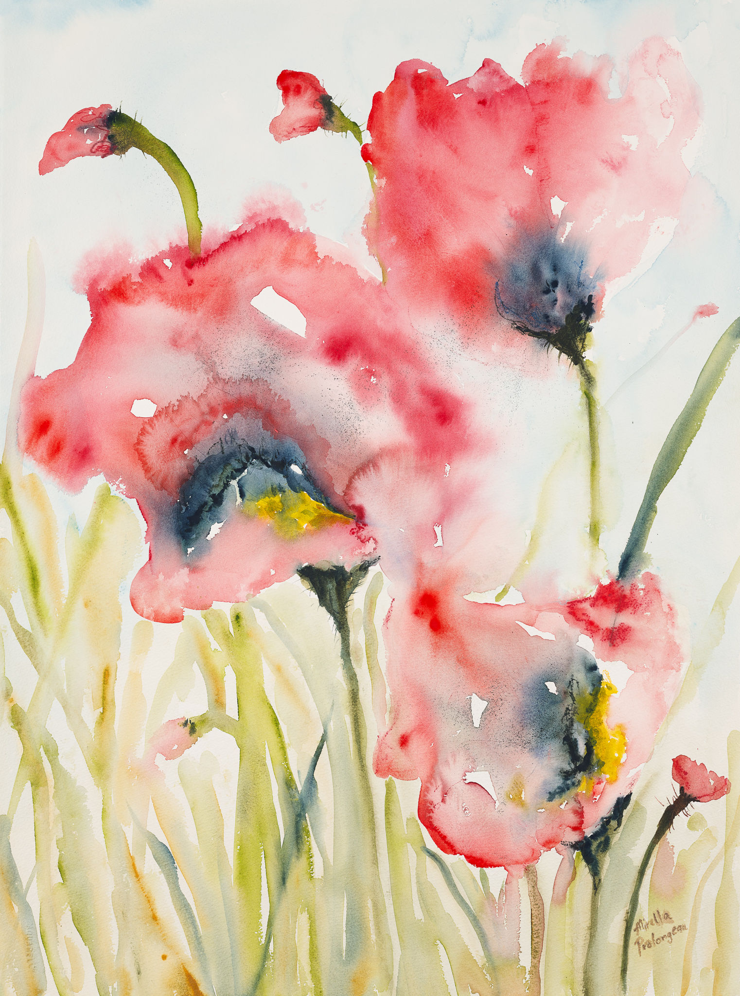 Five Poppies