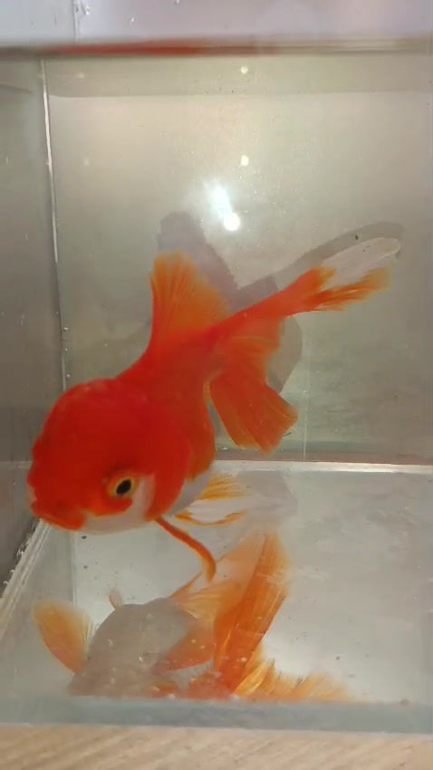 Oranda Japon 7-8cm