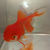 Oranda Japon 7-8cm