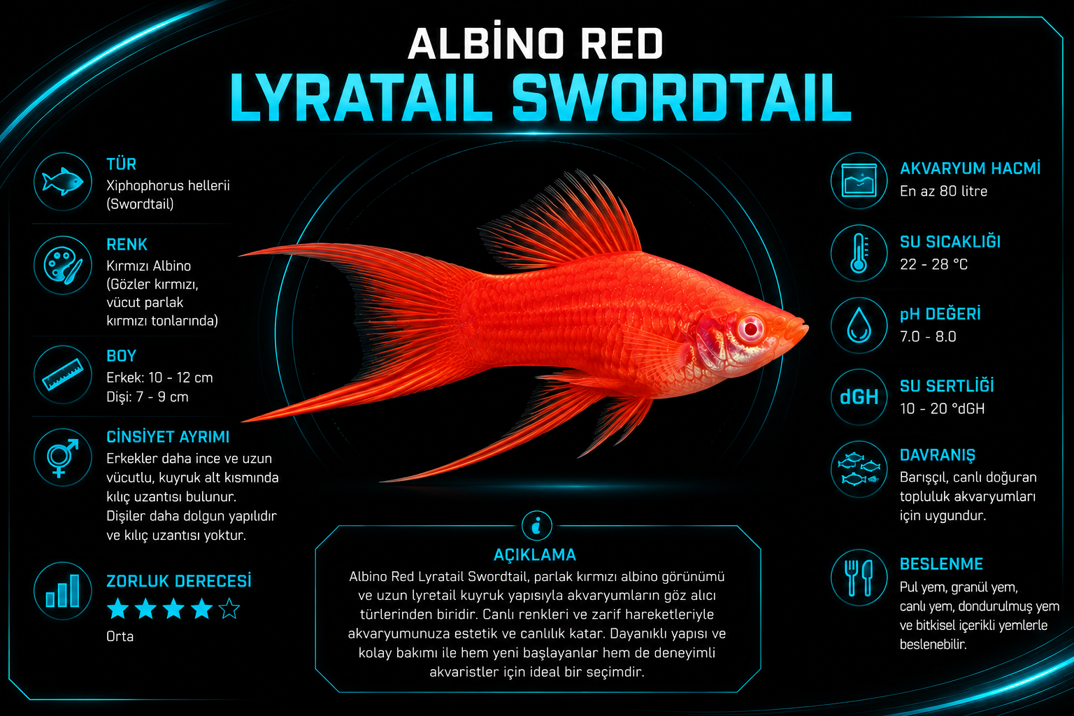 Albino Red Lyratail Swordtail