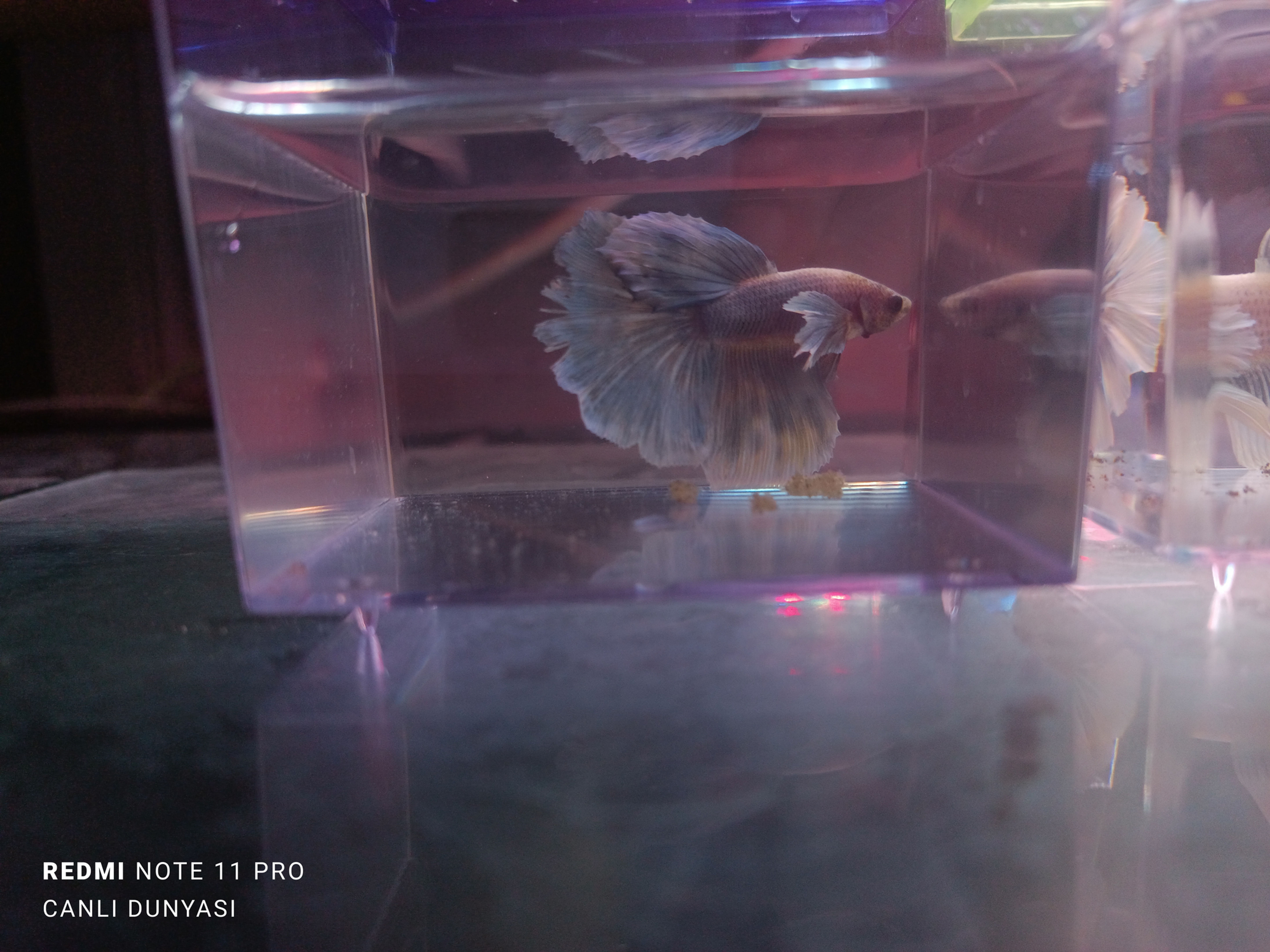 Beta Halfmoon Fil Kulak 