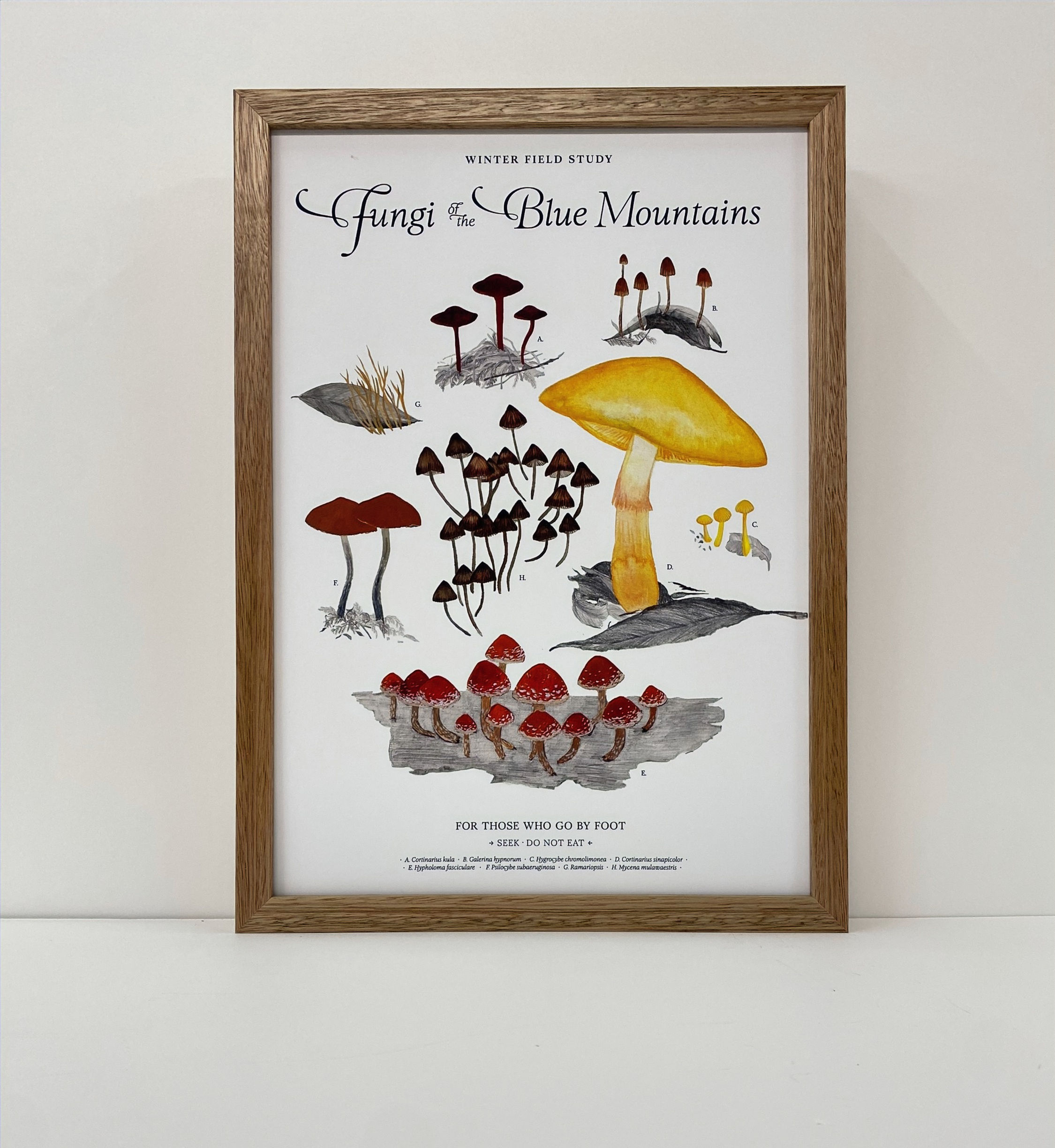 Laughing Bird Print Studio - Fungi of the Blue Mountains Winter C