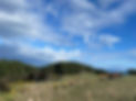 green2_edited.jpg