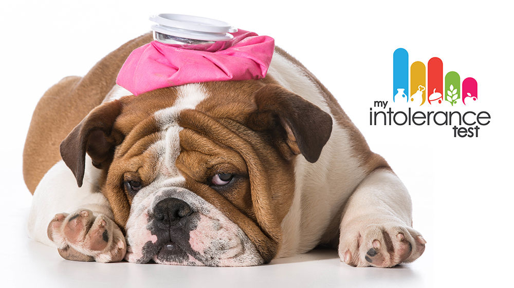 Food Intolerance Symptoms In Dogs