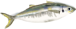 あじ02_edited.png