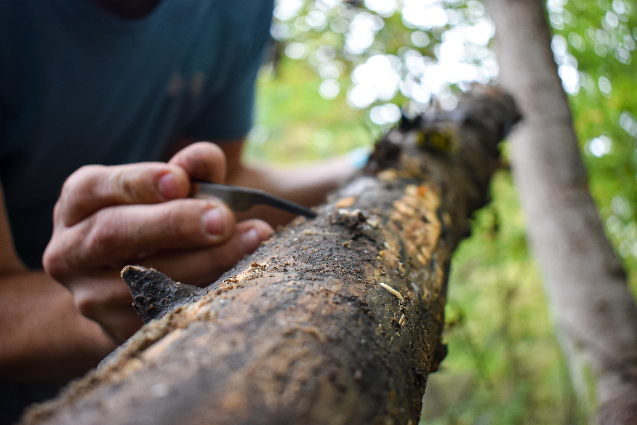 WVU Millipede Research