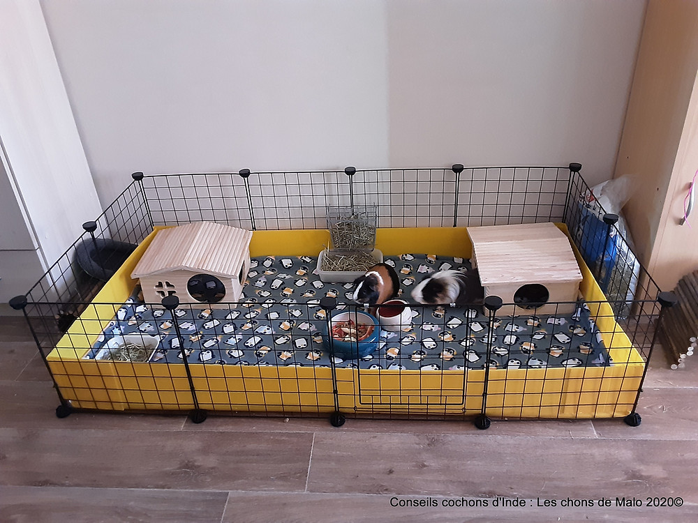 Cavy Cage tag re Modulable Le Nouvel Habitat Pour Les Cochons D inde Cavy Cage tag re Modulable Le Nouvel Habitat Pour Les Cochons D inde