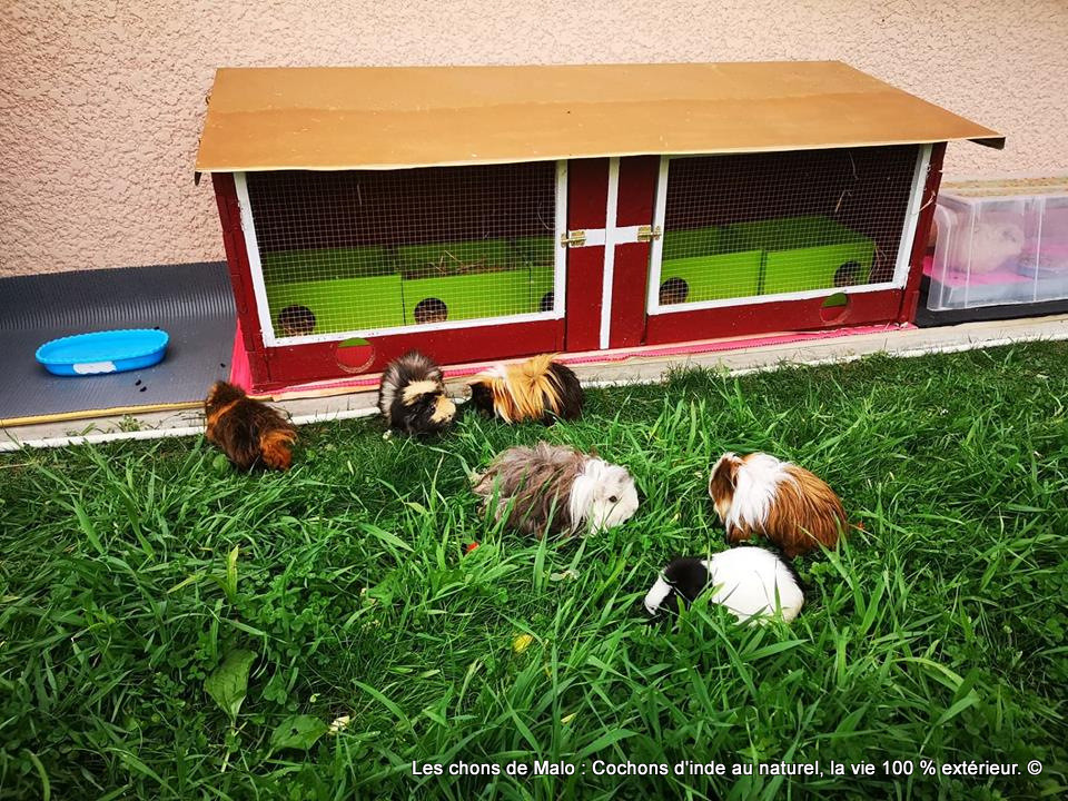 Les Cochons D Inde Peuvent Ils Vivre Dehors Tout Au Long De L Annee Les Cochons D Inde Peuvent Ils Vivre Dehors Tout Au Long De L Annee