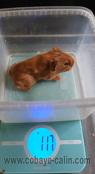 Biberonner Un Cochon D Inde Orphelin