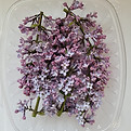 Lilac Clusters (5 count).jpeg
