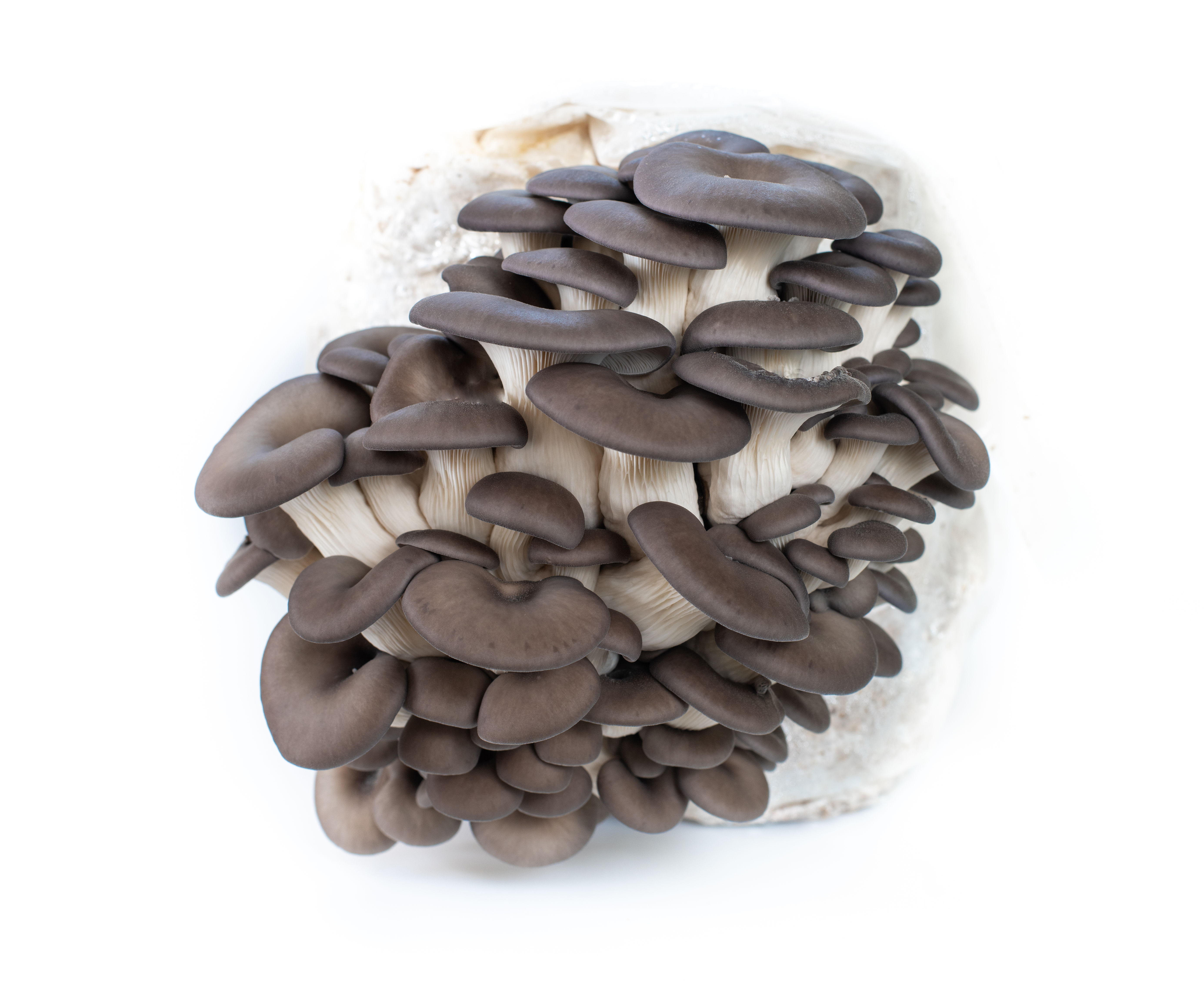 Blue Oyster Mushroom Grow Kit
