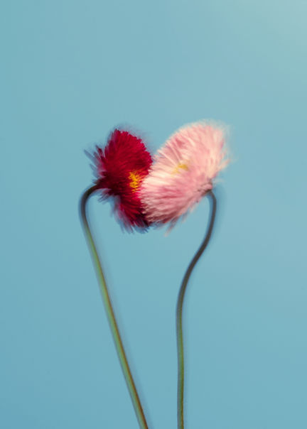 Two flowers against blue sky