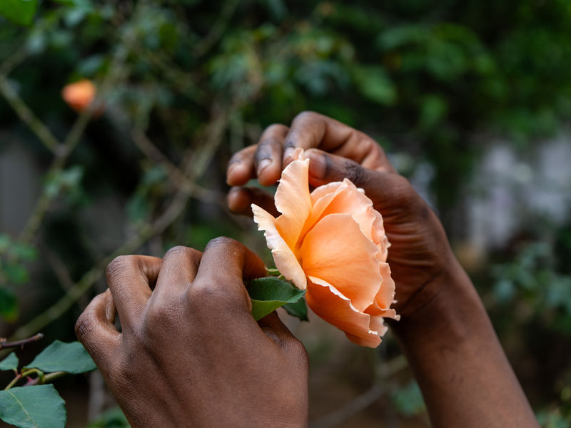 Flower grower gently harvesting fresh blooms in a sunlit garden – MIMEA partners with certified farms in East Africa and Europe