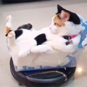Mission Impossible: Ghost Pokercal