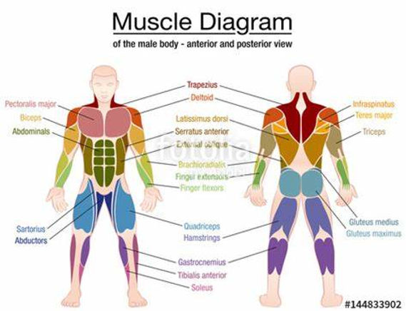muscles.jpeg