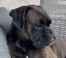 Boxer