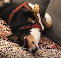 Apenzeller Hund
