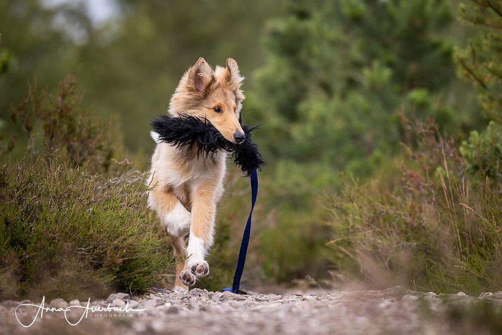 Flicek als Retriever unterwegs
