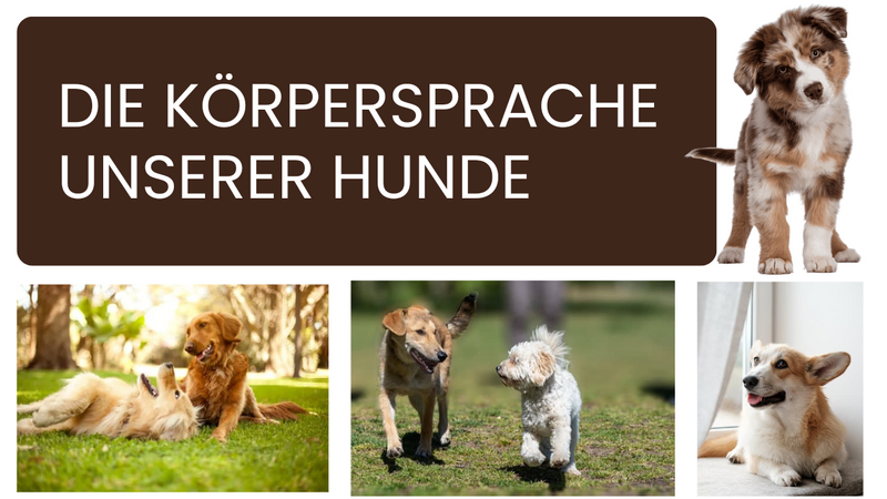DIE KÖRPERSPRACHE UNSERER HUNDE: Hunde Körpersprache, verschiedene Rassen