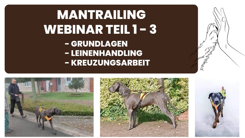 Mantrailing Webinar Teil 1-3
Grundlagen, Leinenhandling, Körpersprache, Kreuzungsarbeit
Hundepfote die in eine Menschenhand ein High-Five gibt Man mit Hund beim Mantrailing, großer Hund der seitlich steht und ein Mantrailing Geschir in orange und neongelb trägt, Hund der auf die Kamera zuläuft eine Frau mit Warnweste ist im Hintergrund