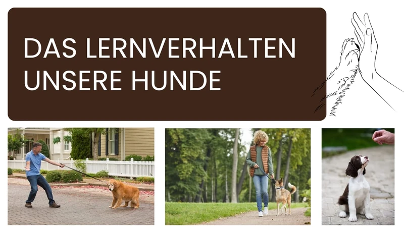 Das Lernverhalten unserer Hunde: Hunde lernen, Mensch und Hund spazieren gehen