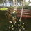 Miniatura: Decoración ceremonia playa