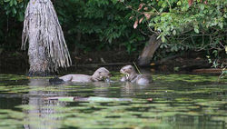 Lago Sandoval. Pto. Mladonado - Perú