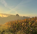 Saatgut; "KI-generiertes Bild" (ChatGPT)