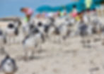 DSC_2754.jpeg
