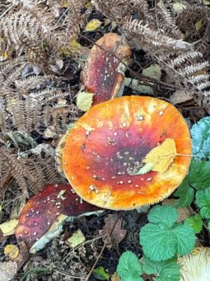 A red-and-yellow mushroom growing among leaves, moss and ferns.