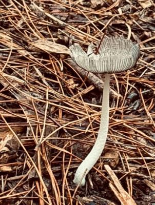 A tall, slender mushroom with a grey, ridged cap among fallen pine needles.