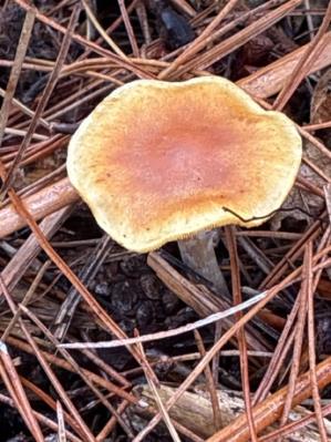 An orange-brown mushroom cap with a pale rim on the woodland floor.