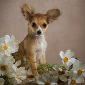 A tan and white chihuahua puppy sitting amid white flowers