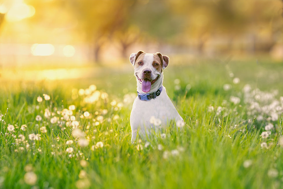 Scout, happy amid the golden hour dandelions