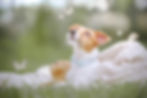 Lilo was a Lucky Paws Rescue success story