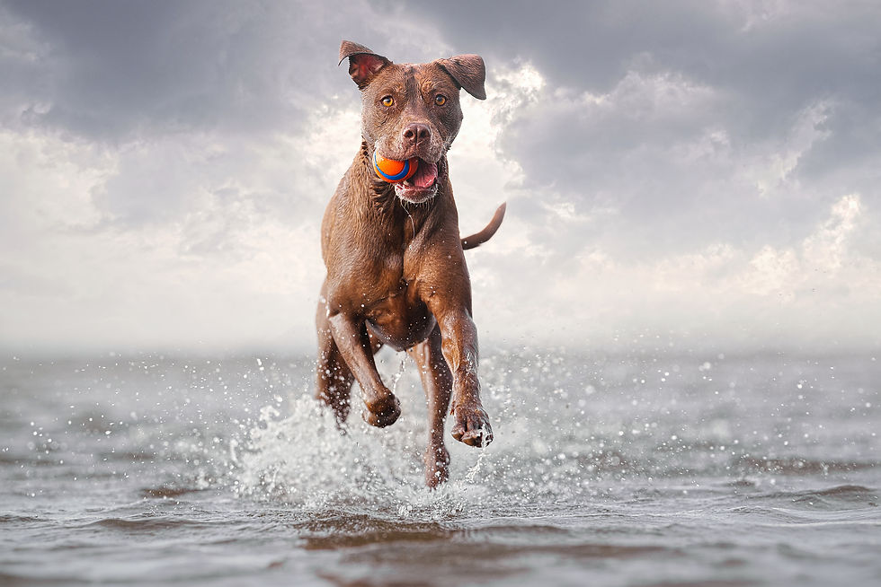 Nala looking just like an action hero at Sandgate