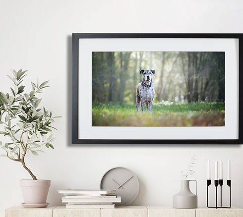 A portrait of a grey dog displayed in a living room