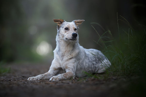 An Australian Cattle dog lying calmly in a forest setting during a dog photo session.