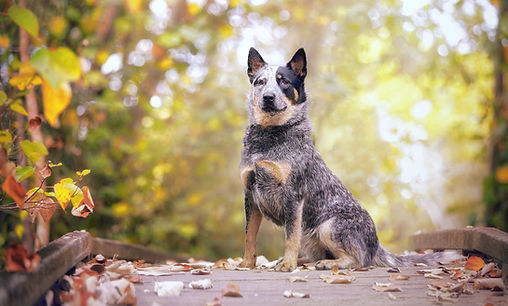 An Australian Cattle Dog sitting o a wooden bridge amid autumn coloured foliage.