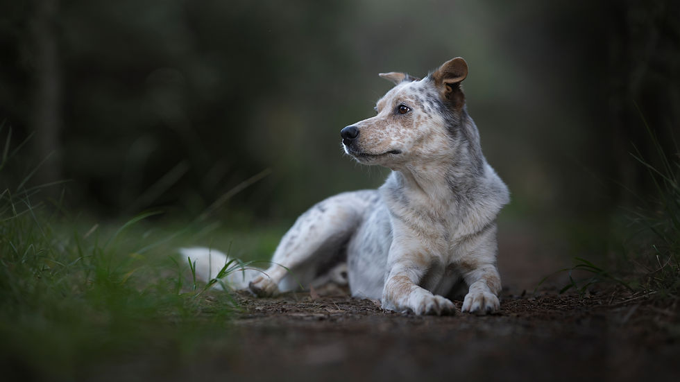 An Australian Cattle Dog lying in a dark green forest setting and gazing off to the side.