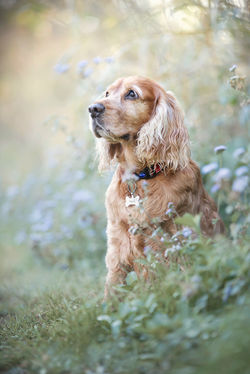 Dougal the English Cocker Spaniel